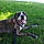 Sadie