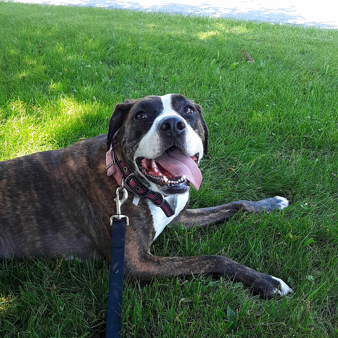Sadie joined the competition — help win amazing prizes! animal, brindle, building, bushes, canine, closeup, collar, daytime, dog, grass, greenery, happy, leash, lying_down, nature, outdoor, pet, smiling, sunlight, tongue_out