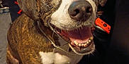 Sadie is registered to the contest to win money with this photo: animal, bookshelf, brindle, canine, carpet, closeup, dog, ears, games, happy, indoor, looking_up, pet, room, shelving, sitting, smiling, teeth, tongue, white_chest
