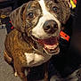 dog, brindle, smiling, indoor, carpet, bookshelf, games, pet, canine, happy, sitting, closeup, animal, tongue, teeth, ears, white_chest, looking_up, room, shelving