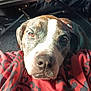 dog, close_up, resting, red_fabric, pattern, brown_eyes, person, hands, legs, natural_light, calm, sleepy, indoors, fabric, animal, pet, snout, fur, black_and_white, casual