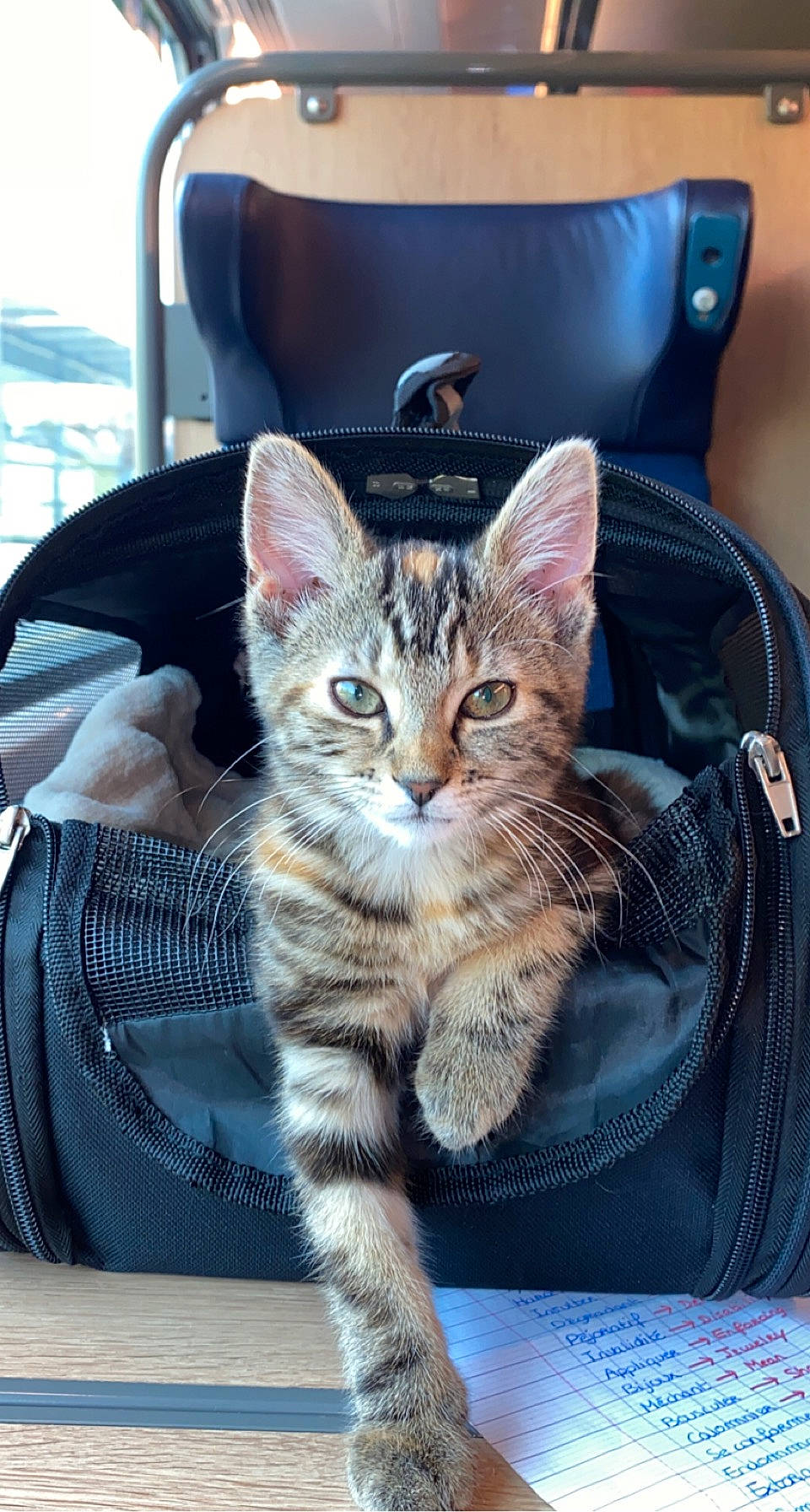 Shelby a rejoint le concours — aidez-le/la à gagner de superbes lots ! bag, blue, carnivore, cat, cat_supply, chair, comfort, domestic_short_haired_cat, electric_blue, fashion_accessory, felidae, fur, home_accessories, luggage_and_bags, paw, serveware, sitting, small_to_medium_sized_cats, snout, whiskers
