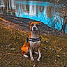 dog, animal, grass, river, water, trees, autumn, nature, outdoor, canine, harness, reflection, sky, clouds, park, sitting, brown, white, smiling, daytime