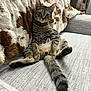 Chicken joined the competition — help win amazing prizes! cat, tabby, pet, feline, animal, indoor, couch, blanket, fur, tail, ears, whiskers, relaxed, sitting, looking, home, cozy, comfort, striped, domestic