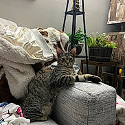 Chicken joined the competition — help win amazing prizes! cat, tabby_cat, feline, couch, blanket, plant, indoor, pet, fur, whiskers, ears, resting, cozy, living_room, houseplant, gray, striped, curious, comfort, domestic