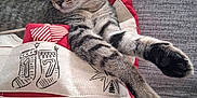 Chicken joined the competition — help win amazing prizes! cat, tabby_cat, sleeping, pillow, christmas, holiday, cushion, fabric, grey_couch, striped_fur, relaxing, pet, indoors, resting, cute, cozy, closeup, feline, soft_texture, comfort