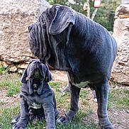 Sheddar a rejoint le concours — aidez-le/la à gagner de superbes lots ! animal, background, canine, cute, daylight, dog, ears, face, family, friendship, grass, greenery, legs, mammal, nature, outdoor, pet, puppy, stone, wrinkles