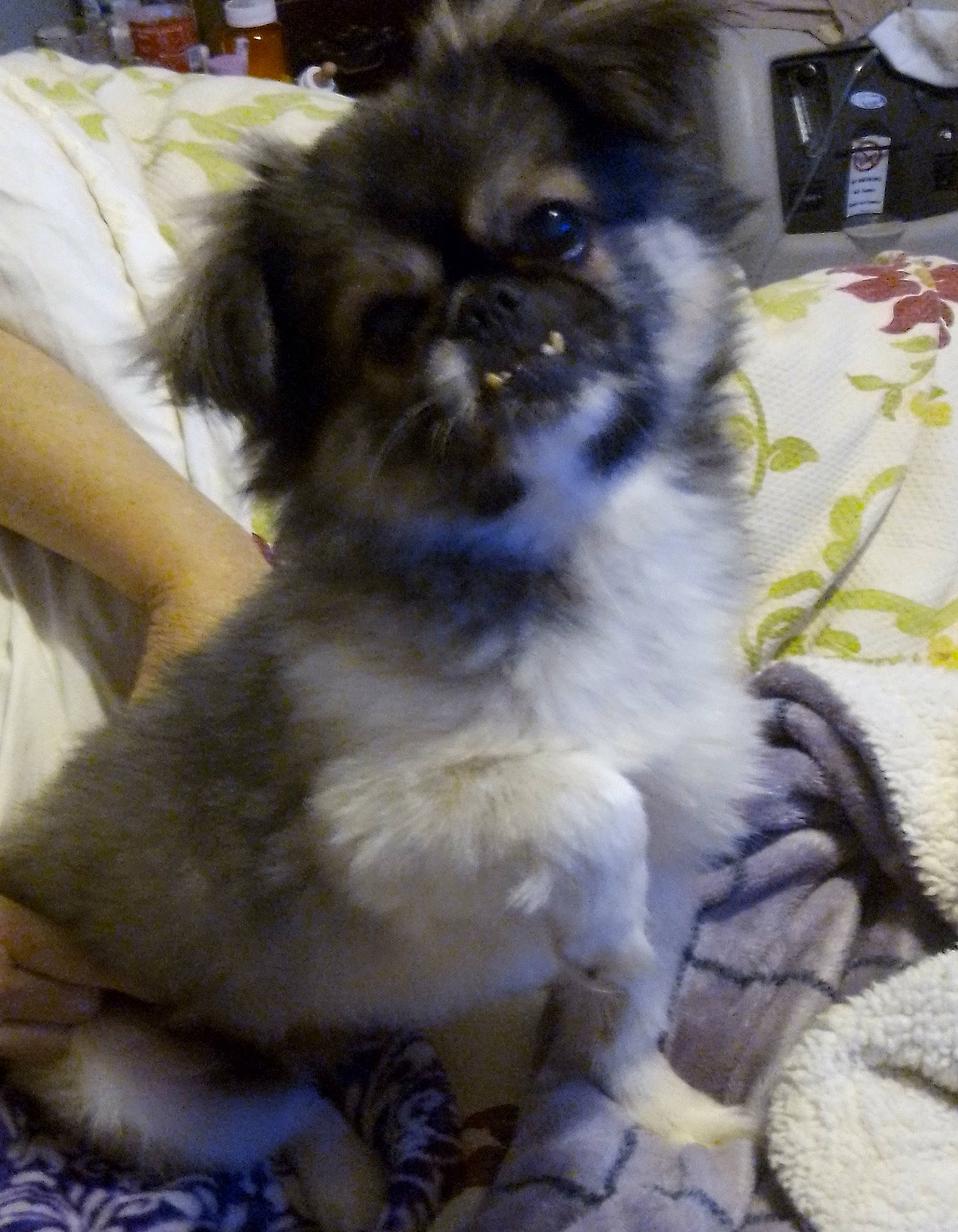 Doodoo joined the competition — help win amazing prizes! canidae, carnivore, companion_dog, dog, dog_breed, dog_supply, fawn, fur, liver, non_sporting_group, pet_supply, puppy, shih_poo, shih_tzu, snout, sporting_group, tail, toy_dog, whiskers, working_animal