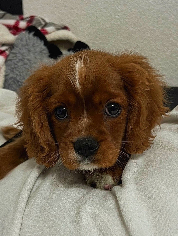 Bear joined the competition — help win amazing prizes! canidae, carnivore, companion_dog, dog, dog_breed, fawn, fur, gun_dog, liver, snout, sporting_group, terrestrial_animal, whiskers, wood, working_animal