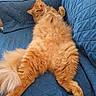 Arly joined the competition — help win amazing prizes! animal, blue_couch, cat, comfortable, cozy, cute, feline, fluffy, fur, furniture, ginger_cat, home, indoor, lounging, paw, pet, quilted, relaxed, resting, tail