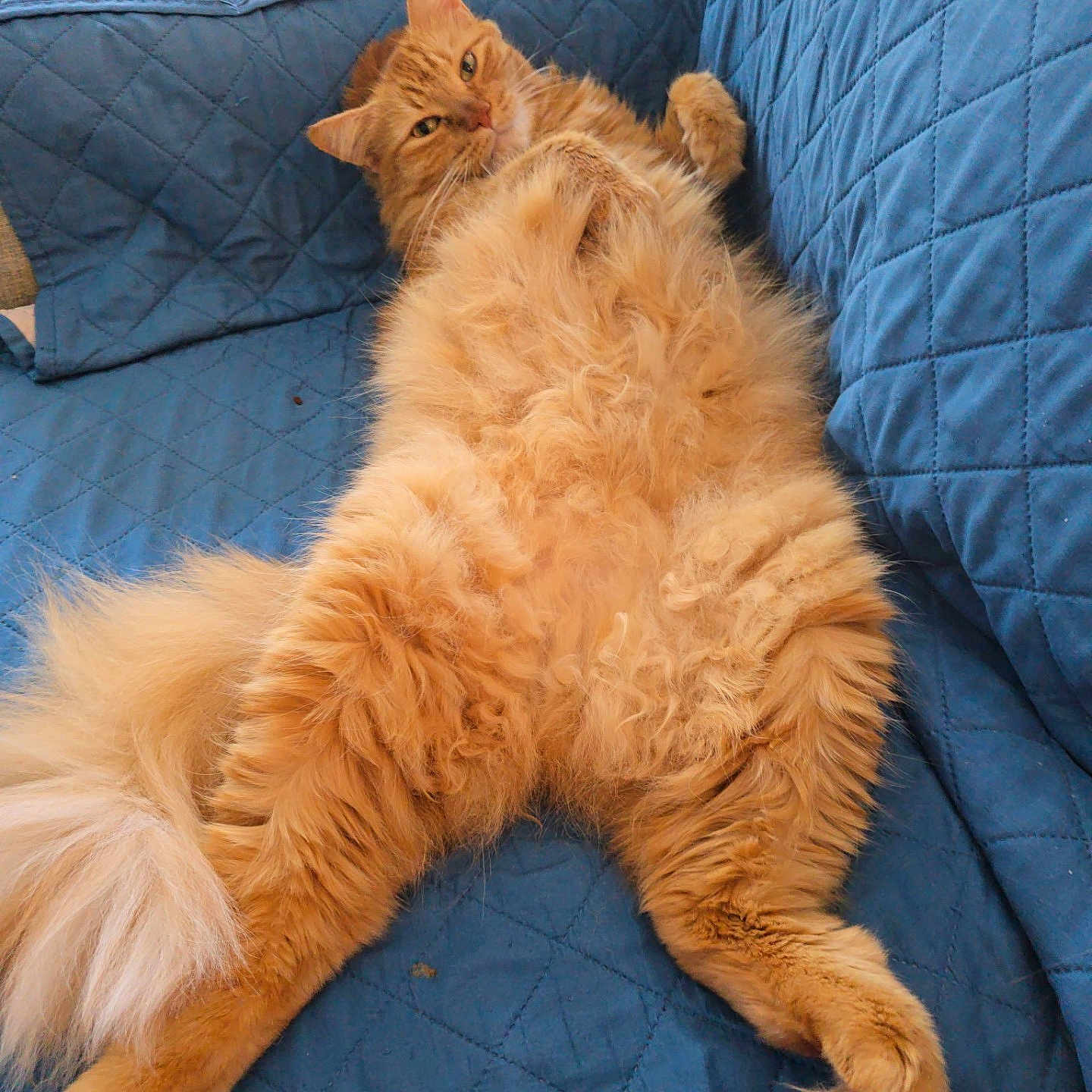 Arly joined the competition — help win amazing prizes! animal, blue_couch, cat, comfortable, cozy, cute, feline, fluffy, fur, furniture, ginger_cat, home, indoor, lounging, paw, pet, quilted, relaxed, resting, tail