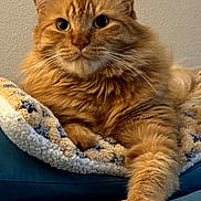 Arly joined the competition — help win amazing prizes! animal, blanket, cat, close_up, couch, cozy, cute, domestic_cat, feline, fluffy, fur, indoor, mammal, orange_cat, paw, pet, portrait, relaxed, resting, whiskers