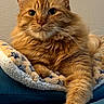 animal, blanket, cat, close_up, couch, cozy, cute, domestic_cat, feline, fluffy, fur, indoor, mammal, orange_cat, paw, pet, portrait, relaxed, resting, whiskers