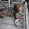 Oakley is registered to the contest to win money with this photo: dog, brown_dog, pet, animal, harness, water_bowl, wooden_deck, outdoor, canine, resting, looking_up, happy, tongue, ears, floor, metal_bowl, domestic_animal, playful, friendly, companion