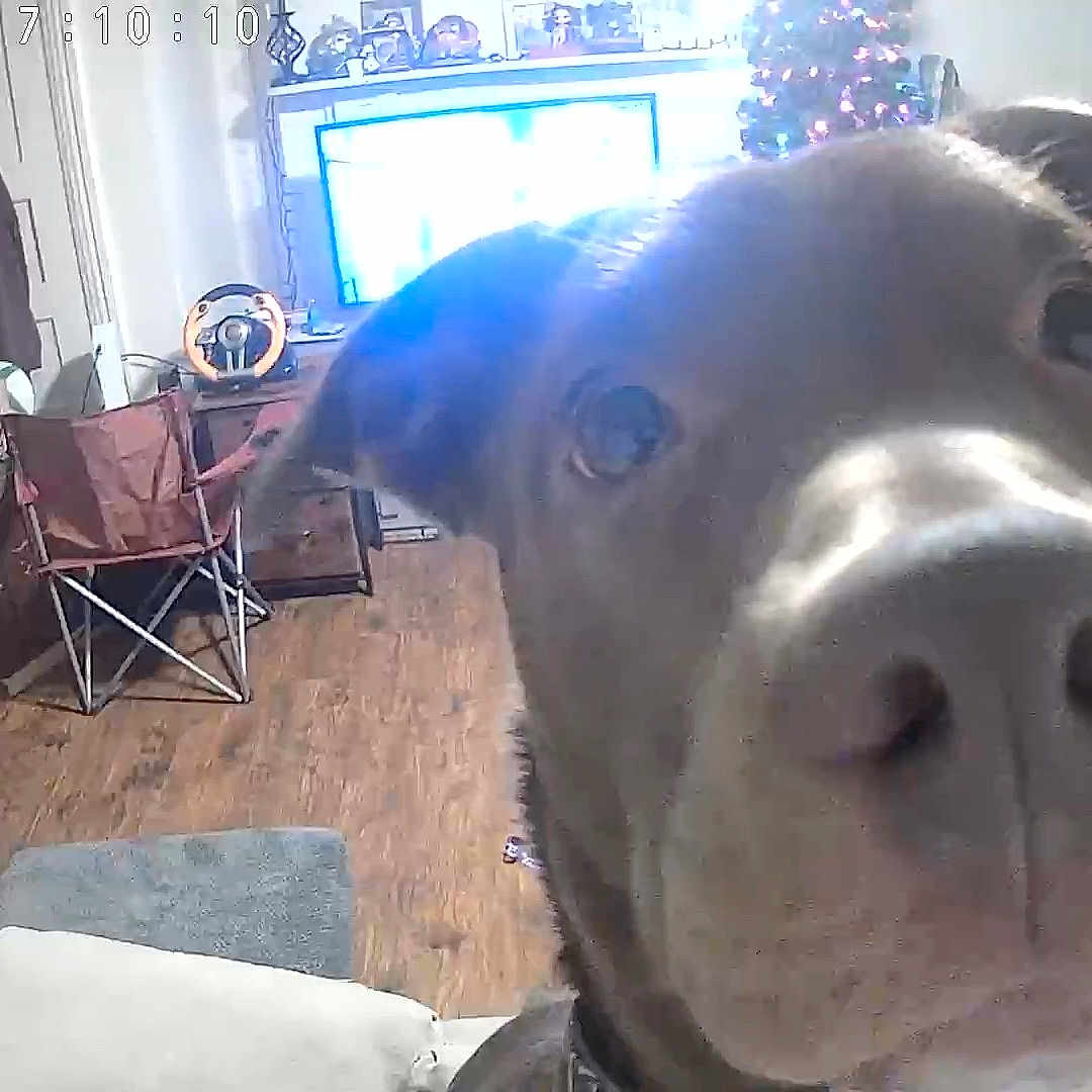 Oakley joined the competition — help win amazing prizes! dog, living_room, television, christmas_tree, couch, wood_floor, chair, pet, close_up, indoors, furniture, coat, window, flooring, household, domestic_animals, canine, curious, nose, holiday_decor