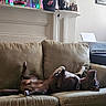 Oakley is registered to the contest to win money with this photo: dog, couch, indoor, relaxed, lying_down, brown_dog, living_room, photograph, framed_photo, decorations, cap, snowman_figurine, printer, shelf, collar, furniture, resting, cozy, pet, casual