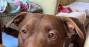 Oakley is registered to the contest to win money with this photo: dog, brown_dog, tattoo, arm, indoor, living_room, couch, blanket, colorful_lights, pet, animal, resting, close_up, furniture, relaxed, cozy, canine, domestic_animal, home, companion