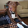 dog, brown_dog, white_paws, blanket, plaid_pattern, indoor, living_room, armchair, wooden_floor, shelf, collar, pet, relaxed, curious, furniture, home, cozy, domestic, companion, resting