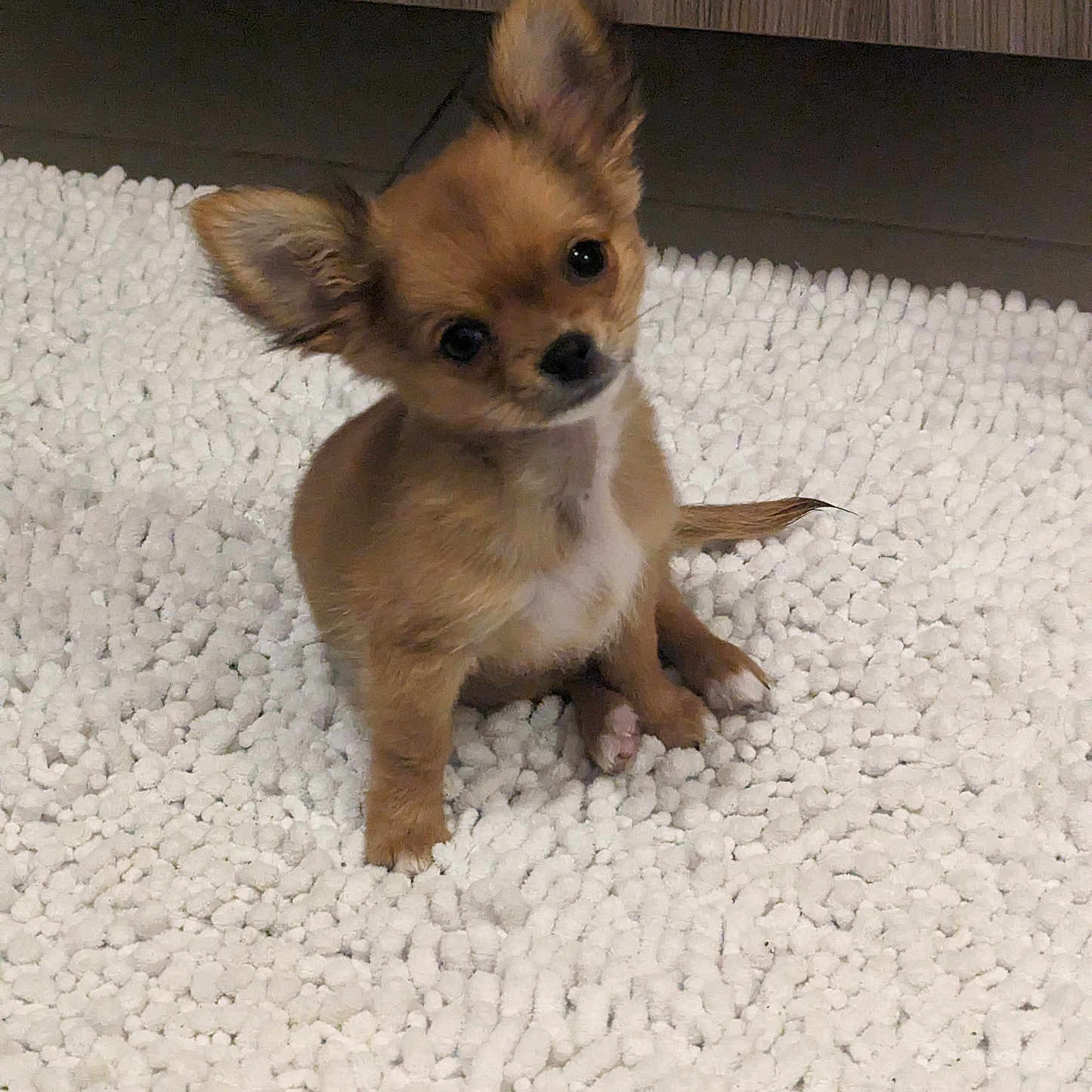Willow