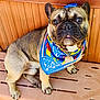 Bear is registered to the contest to win money with this photo: dog, french_bulldog, bandana, blue, pet, animal, sitting, bench, wood, fur, ears, face, paw, collar, tag, cute, portrait, domestic_animal, companion, indoor