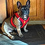 Bear is registered to the contest to win money with this photo: dog, french_bulldog, pet, indoor, red_harness, wooden_cabinet, mat, sunlight, floor, portrait, animal, canine, sitting, domestic_animal, closeup, paw, ears, collar, tag, home