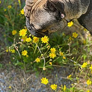 Bear joined the competition — help win amazing prizes! dog, animal, flower, yellow_flower, wildflower, nature, outdoor, grass, close_up, sniffing, fur, sunlight, greenery, pet, canine, head, ear, ground, botanical, summer