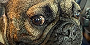 Bear is registered to the contest to win money with this photo: dog, french_bulldog, close_up, pet, animal, tongue_out, wrinkles, brown, black, ears, nose, collar, car_interior, steering_wheel, seat, happy, cute, domestic_animal, portrait, canine