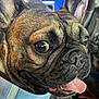dog, french_bulldog, close_up, pet, animal, tongue_out, wrinkles, brown, black, ears, nose, collar, car_interior, steering_wheel, seat, happy, cute, domestic_animal, portrait, canine