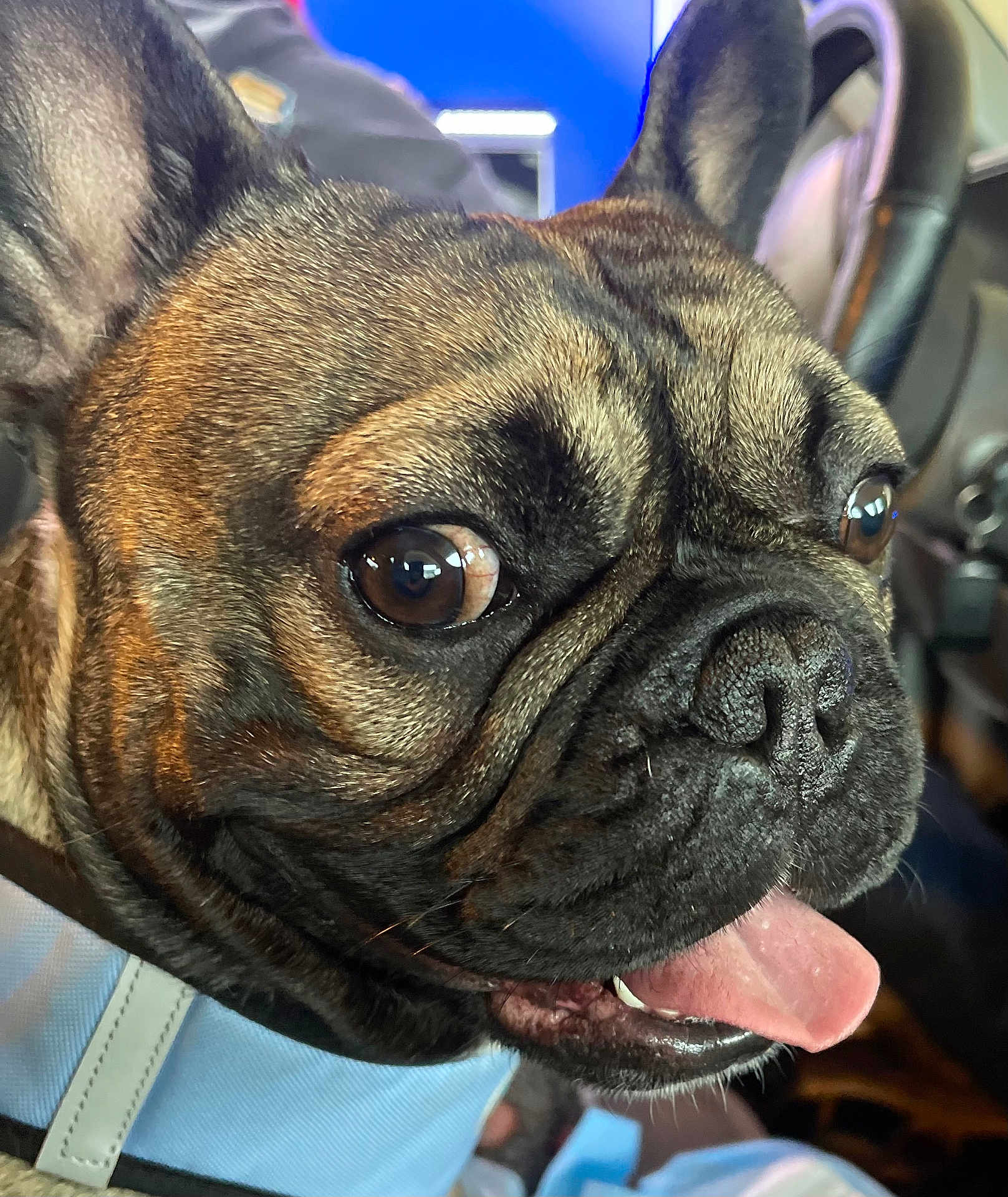 Bear is registered to the contest to win money with this photo: dog, french_bulldog, close_up, pet, animal, tongue_out, wrinkles, brown, black, ears, nose, collar, car_interior, steering_wheel, seat, happy, cute, domestic_animal, portrait, canine