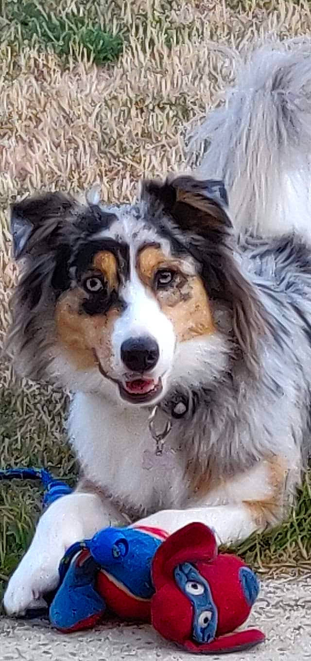 Ohana participe au concours pour gagner de l'argent avec cette photo : ancient_dog_breeds, ball, canidae, carnivore, companion_dog, dog, dog_breed, fur, grass, herding_dog, plant, snout, sporting_group, terrestrial_animal, whiskers, working_dog