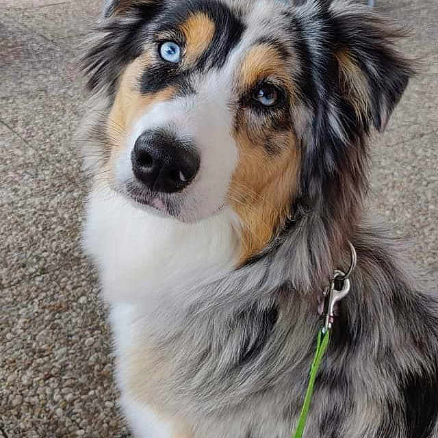 Ohana participe au concours pour gagner de l'argent avec cette photo : accessories, animal, architecture, building, canine, chair, collie, dog, face, furniture, grass, head, husky, leash, outdoors, pet, plant, puppy, shelter, strap