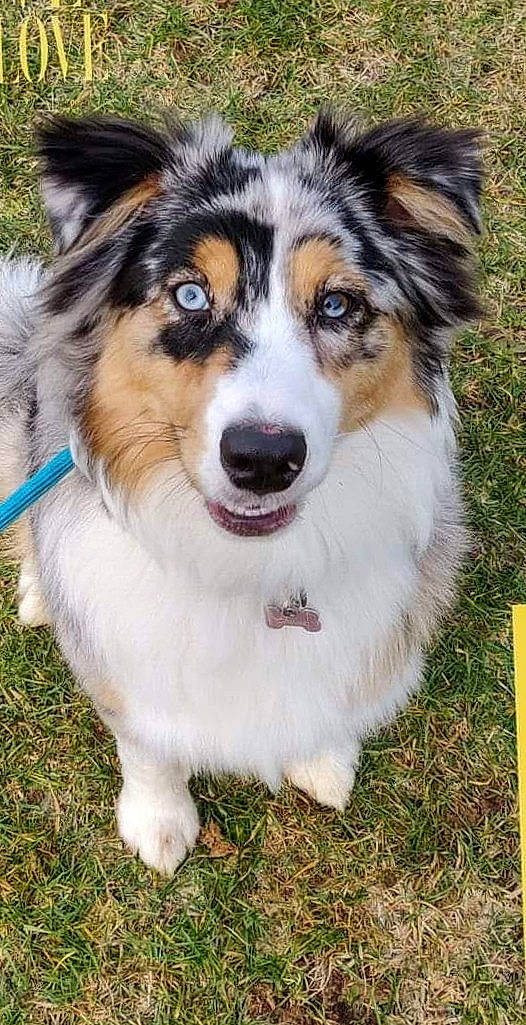 Ohana participe au concours pour gagner de l'argent avec cette photo : ancient_dog_breeds, art, australian_shepherd, canidae, carnivore, collar, companion_dog, dog, dog_breed, fur, grass, herding_dog, plant, sporting_group, terrestrial_animal, whiskers, working_animal, working_dog