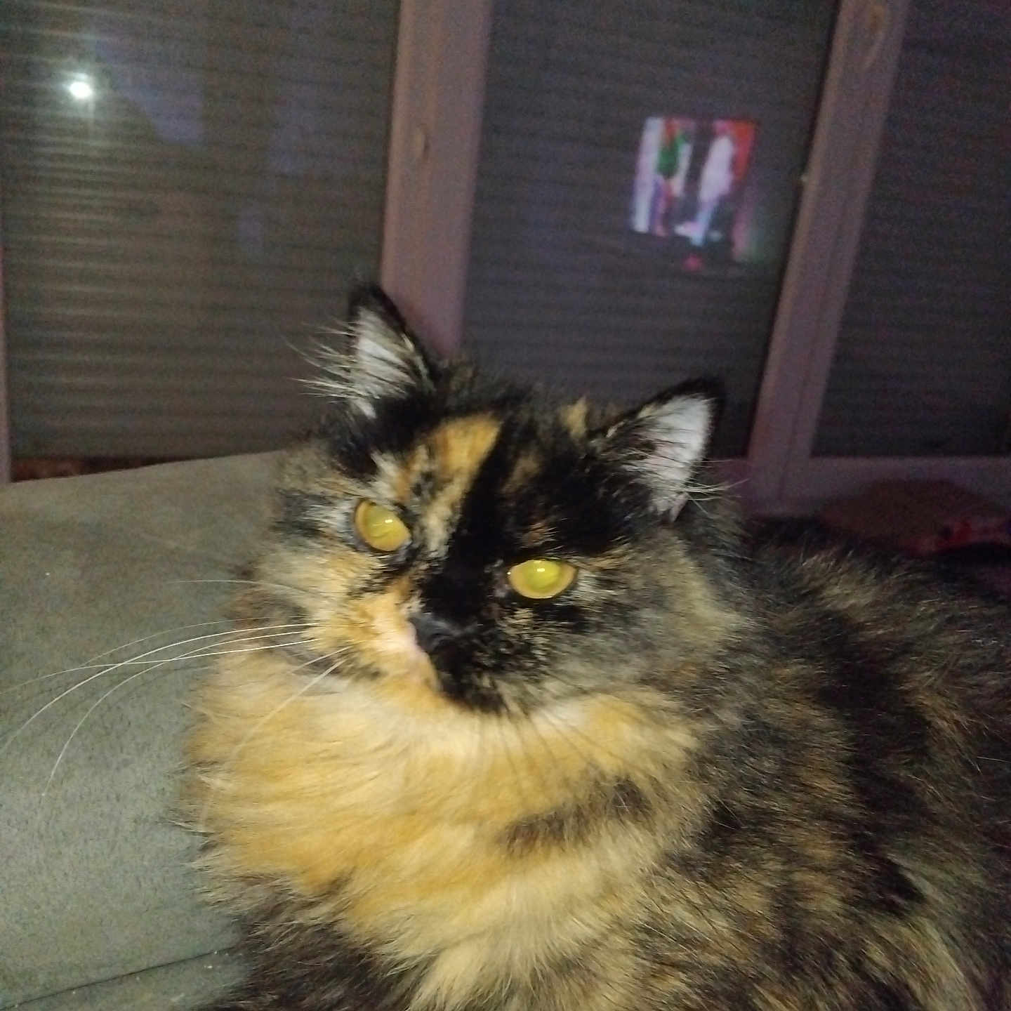 Chanel participe au concours pour gagner de l'argent avec cette photo : animal, cat, closeup, couch, cute, domestic, ears, feline, fluffy, fur, indoor, night, pet, reflection, relaxing, shutters, tortoiseshell, whiskers, window, yellow_eyes