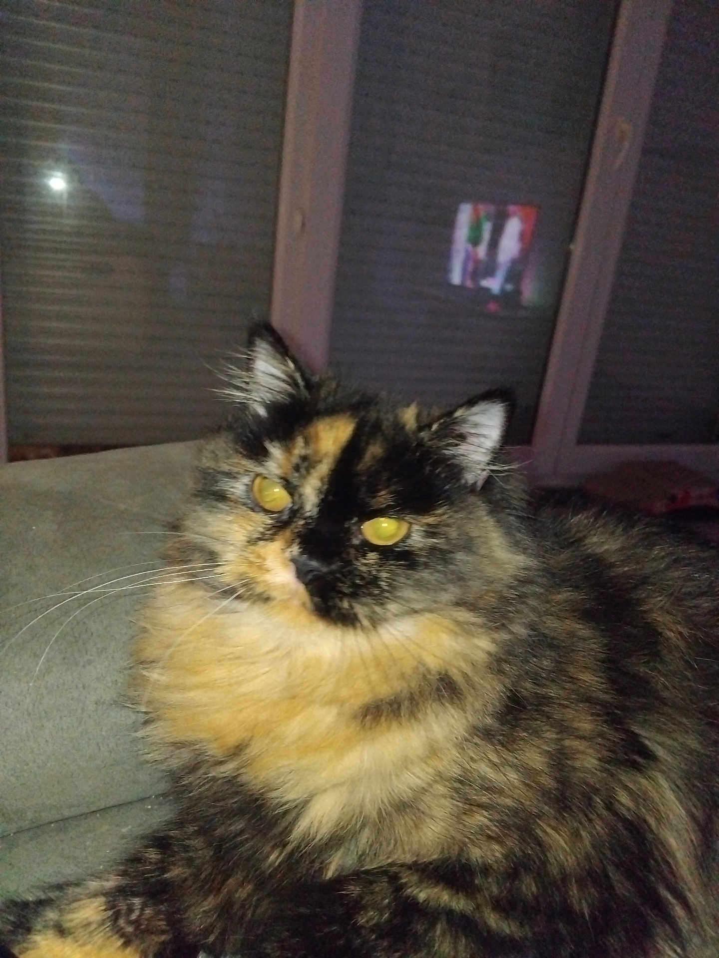 Chanel participe au concours pour gagner de l'argent avec cette photo : cat, tortoiseshell, fluffy, pet, indoor, couch, feline, animal, whiskers, ears, fur, yellow_eyes, window, shutters, reflection, night, domestic, cute, closeup, relaxing