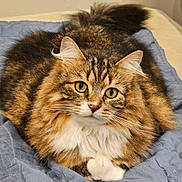 Hope is registered to the contest to win money with this photo: cat, tabby_cat, fluffy, yellow_eyes, pet, animal, feline, resting, indoor, quilt, blue_quilt, fur, whiskers, cute, domestic_cat, portrait, closeup, relaxed, soft, cozy