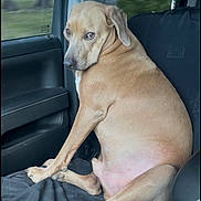 Whiskey is registered to the contest to win money with this photo: dog, car, passenger_seat, tan_dog, sitting, looking_back, vehicle_interior, window, seat, seatbelt, dog_paw, dog_face, canine, pet, domestic_animal, indoor, transportation, road_trip, animal_expression, guilty_look