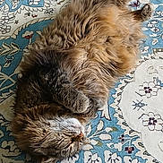 Dude joined the competition — help win amazing prizes! cat, tabby, fluffy, sleeping, relaxed, rug, patterned_rug, indoor, pet, whiskers, feline, animal, cute, cozy, paw, fur, resting, domestic_cat, quiet, peaceful