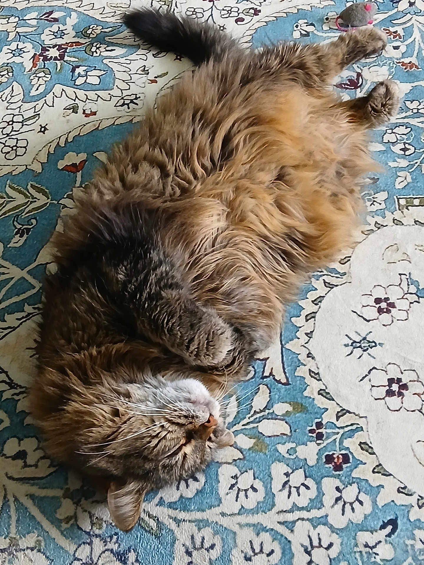 Dude joined the competition — help win amazing prizes! cat, tabby, fluffy, sleeping, relaxed, rug, patterned_rug, indoor, pet, whiskers, feline, animal, cute, cozy, paw, fur, resting, domestic_cat, quiet, peaceful