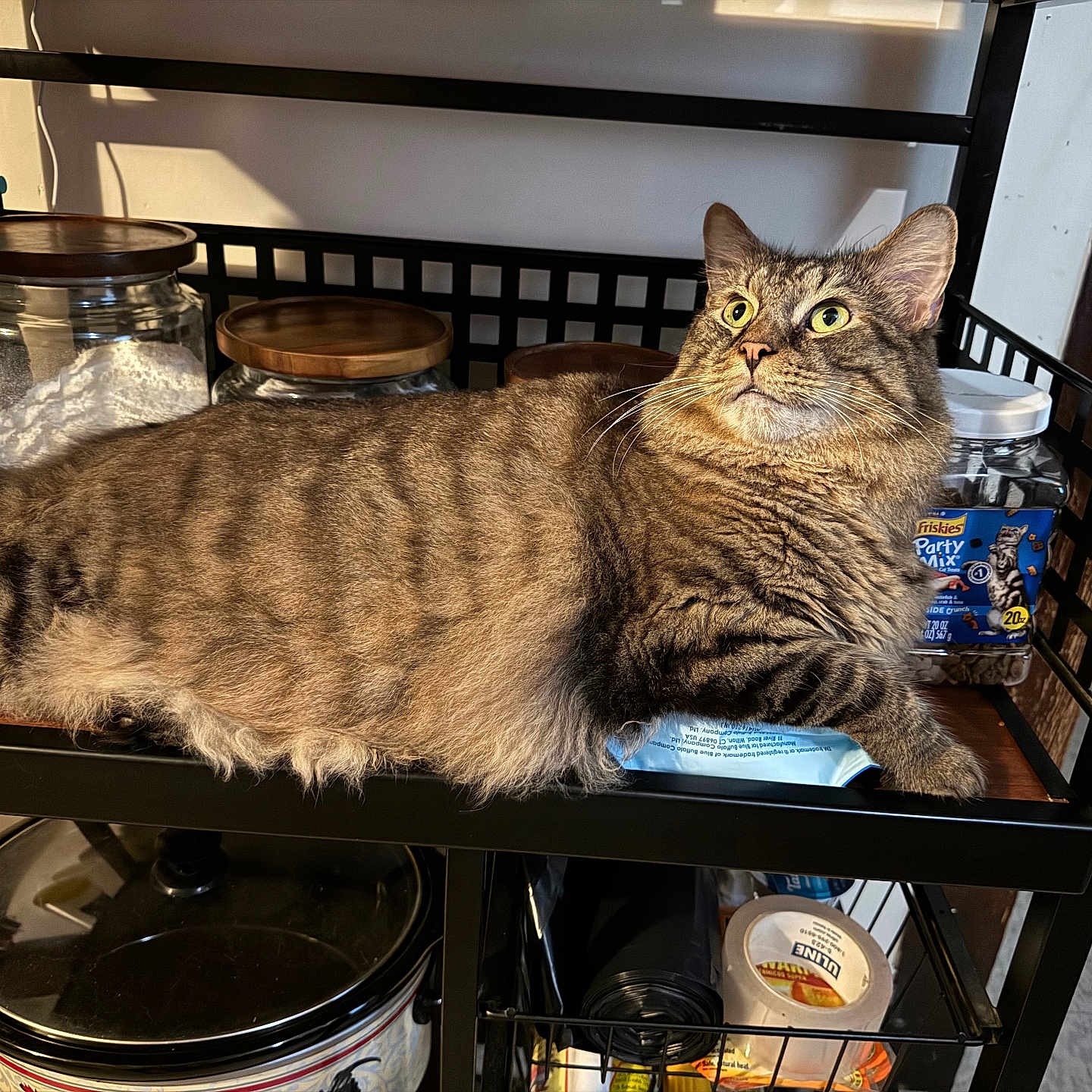 Simba joined the competition — help win amazing prizes! animal, brown, cat, closeup, container, curious, feline, food, fur, household, indoor, jar, kitchen, pet, resting, shelf, storage, striped, tabby, whiskers