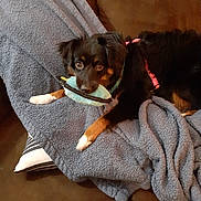 Jazz joined the competition — help win amazing prizes! dog, toy, blanket, couch, pet, indoor, brown, blue, fur, playing, cute, canine, cozy, relaxing, animal, domestic, comfort, looking, collar, paw