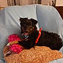 Jazz is registered to the contest to win money with this photo: dog, pet, indoor, blanket, toy, red_harness, blue_background, fur, canine, comfort, relaxed, animal, collar, playful, cozy, brown, black, pillow, resting, household
