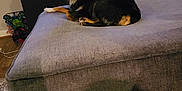 Jazz is registered to the contest to win money with this photo: dog, pet, indoor, living_room, ottoman, furniture, television, gaming_console, black_dog, brown_dog, curious, relaxed, carpet, electronics, cushion, home, cozy, floor, shadow, casual
