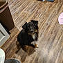 Jazz is registered to the contest to win money with this photo: dog, black_dog, brown_dog, white_paws, pet, floor, wood_floor, kitchen, cabinet, trash_can, indoor, fur, curious, animal, sitting, looking_up, home, domestic, flooring, clean