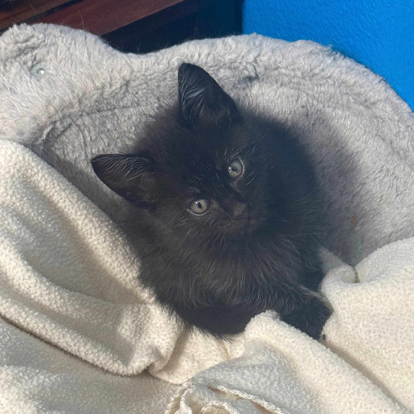 Vader