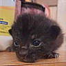 Vader is registered to the contest to win money with this photo: kitten, black_cat, close_up, animal, pet, young, fur, eyes, cute, small, indoor, wood, table, sleepy, face, mammal, domestic, feline, baby, resting