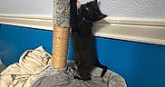 Vader is registered to the contest to win money with this photo: black_kitten, cat, scratching_post, toy, indoor, playful, feline, pet, blanket, blue_wall, white_wall, cozy, young_cat, kitten_playing, climbing, fur, collar, home, floor, animal