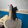 black_kitten, cat, scratching_post, toy, indoor, playful, feline, pet, blanket, blue_wall, white_wall, cozy, young_cat, kitten_playing, climbing, fur, collar, home, floor, animal