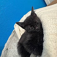 Vader is registered to the contest to win money with this photo: kitten, black_cat, sleeping, blanket, cozy, indoor, pet, fur, cute, resting, animal, young, nap, soft, comfort, feline, domestic_animal, closeup, quiet, peaceful