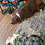 Duke is registered to the contest to win money with this photo: dog, lying_down, indoor, rug, wooden_floor, toy, sneakers, shelf, colorful, brown_dog, spotted_dog, collar, relaxed, pet, fur, flooring, household, resting, domestic_animal, plaything