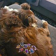 Duke joined the competition — help win amazing prizes! dog, brown_dog, couch, sticker, space_theme, relaxing, furniture, indoor, pet, fur, cozy, resting, animal, living_room, paw, human_leg, sock, carpet, blanket, comfort
